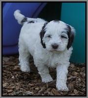 Fanny AJ pups 6 wks old 27100