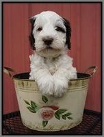 Fanny AJ pups 6 wks old 28100