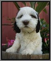 Fanny AJ pups 7 wks old 241