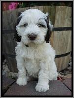 Fanny AJ pups 7 wks old 261