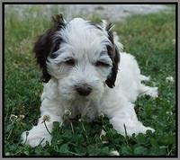 Fanny AJ pups 7 wks old 271