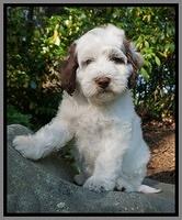 Fanny AJ pups 8 wks old 2974