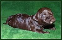 Fanny AJ pups 2 wks old 142