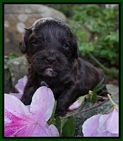 Fanny AJ pups 3 wks old 172