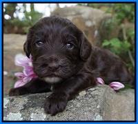 Fanny AJ pups 3 wks old 342