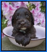 Fanny AJ pups 4 wks old 301