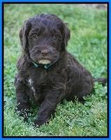 Fanny AJ pups 5 wks old 421