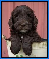 Fanny AJ pups 6 wks old 41100