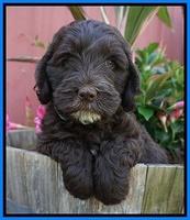 Fanny AJ pups 7 wks old 341