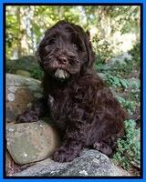 Fanny AJ pups 8 wks old 6974