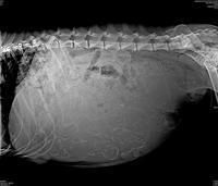 BB Marlow xrays day 57 2