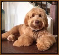 Marlow First groom 6 mos old 1