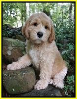 Individual puppy photo gallery