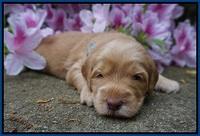 BB Marlow pups 3 wks old 21