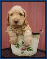 BB Marlow pups 6 wks old 11