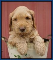 BB Marlow pups 6 wks old 21