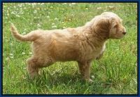 BB Marlow pups 7 wks old 21