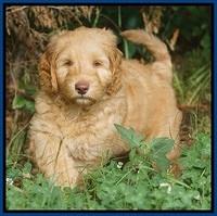 BB Marlow pups 7.5 wks old 31