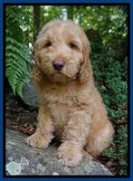 BB Marlow pups 8 wks old 4152