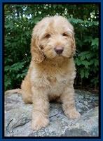 BB Marlow pups 8 wks old 5152