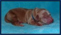BB Marlow pups Newborn 41