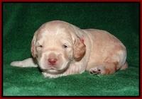 BB Marlow pups 2 wks old 51