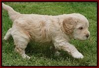 BB Marlow pups 5 wks old 101