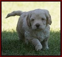 BB Marlow pups 5 wks old 111