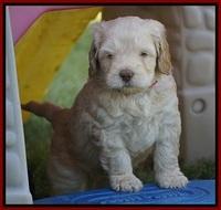 BB Marlow pups 5 wks old 121