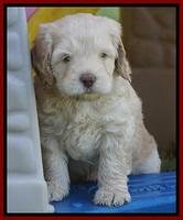 BB Marlow pups 5 wks old 71