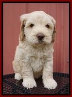 BB Marlow pups 6 wks old 51