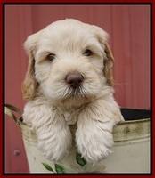 BB Marlow pups 6 wks old 61
