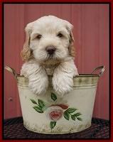 BB Marlow pups 6 wks old 71