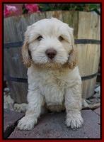 BB Marlow pups 7 wks old 61