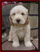 BB Marlow pups 7 wks old 81
