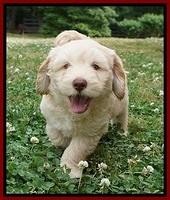 BB Marlow pups 7 wks old 91