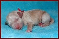 BB Marlow pups Newborn 51