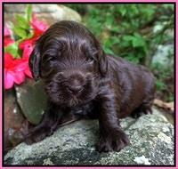 BB Marlow pups 3 wks old 121