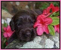 BB Marlow pups 3 wks old 91