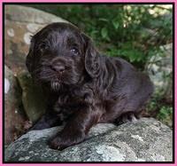 BB Marlow pups 4 wks old 101
