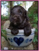 BB Marlow pups 4 wks old 111