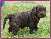 BB Marlow pups 5 wks old 141
