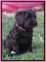 BB Marlow pups 5 wks old 151