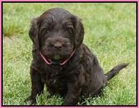 BB Marlow pups 5 wks old 171