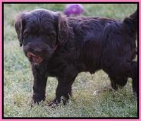 BB Marlow pups 5 wks old 181