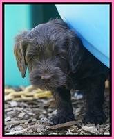 BB Marlow pups 5 wks old 191
