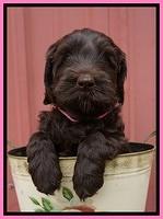 BB Marlow pups 6 wks old 81