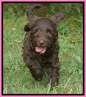 BB Marlow pups 7.5 wks old 121