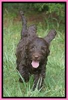 BB Marlow pups 7.5 wks old 131