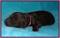 BB Marlow pups Newborn 81